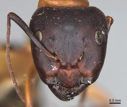 Camponotus semitestaceus specimen CASENT0840911 image casent0840911_2