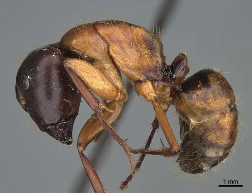 Camponotus semitestaceus specimen CASENT0840911 image casent0840911_3