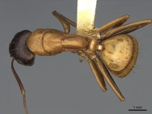 Camponotus semitestaceus specimen CASENT0840916 image casent0840916_1