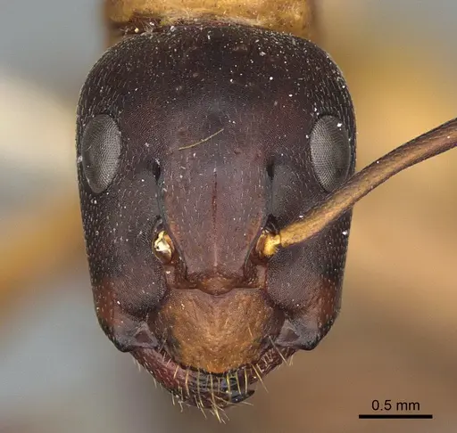 Camponotus semitestaceus specimen CASENT0840916 image casent0840916_2