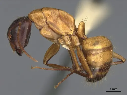 Camponotus semitestaceus specimen CASENT0840916 image casent0840916_3