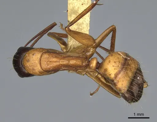 Camponotus semitestaceus specimen CASENT0840919 image casent0840919_1