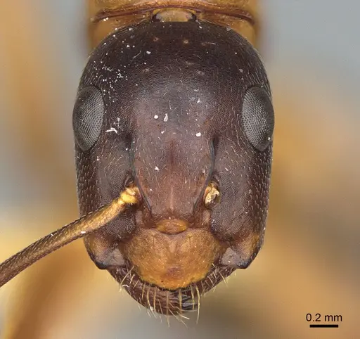 Camponotus semitestaceus specimen CASENT0840919 image casent0840919_2