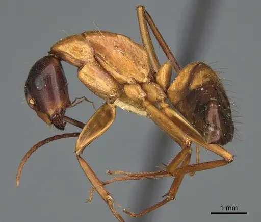 Camponotus semitestaceus specimen CASENT0840919 image casent0840919_3