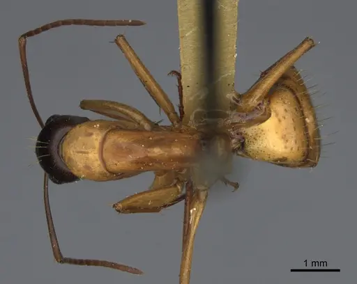Camponotus semitestaceus specimen CASENT0840920 image casent0840920_1