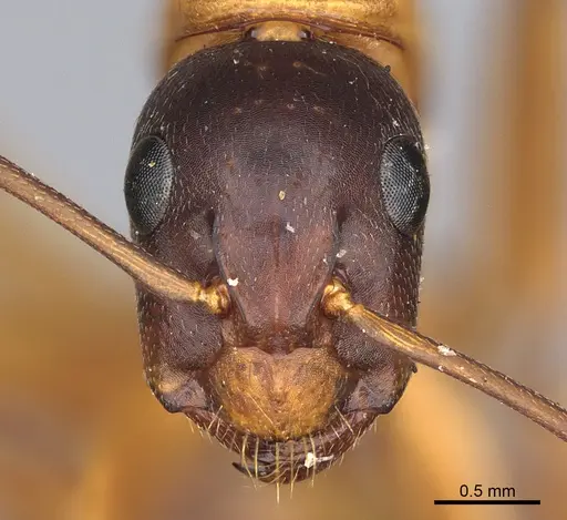 Camponotus semitestaceus specimen CASENT0840920 image casent0840920_2