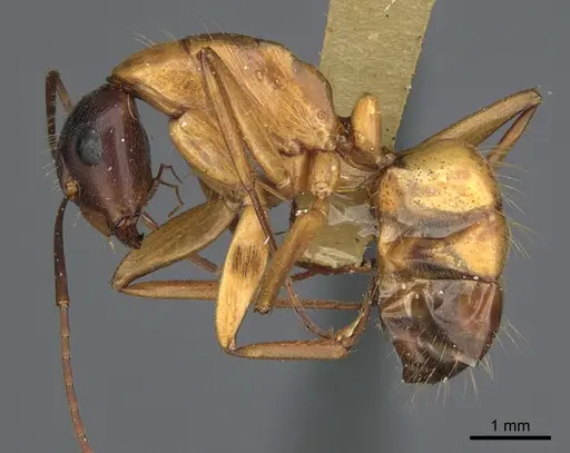 Camponotus semitestaceus specimen CASENT0840920 image casent0840920_3