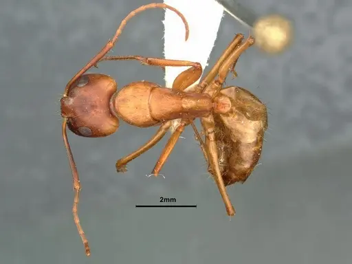 Camponotus semitestaceus specimen CASENT0882213 image casent0882213_1