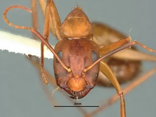 Camponotus semitestaceus specimen CASENT0882213 image casent0882213_2