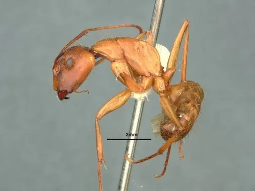 Camponotus semitestaceus specimen CASENT0882213 image casent0882213_3