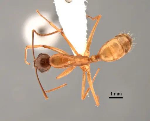 Camponotus semitestaceus specimen CASENT0882268 image casent0882268_1