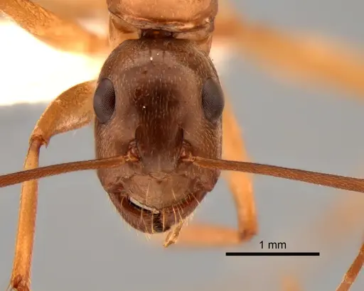 Camponotus semitestaceus specimen CASENT0882268 image casent0882268_2