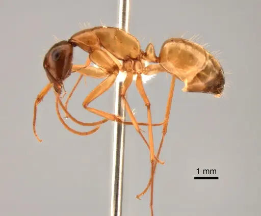 Camponotus semitestaceus specimen CASENT0882268 image casent0882268_3