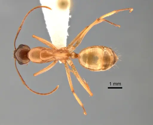 Camponotus semitestaceus specimen CASENT0882275 image casent0882275_1