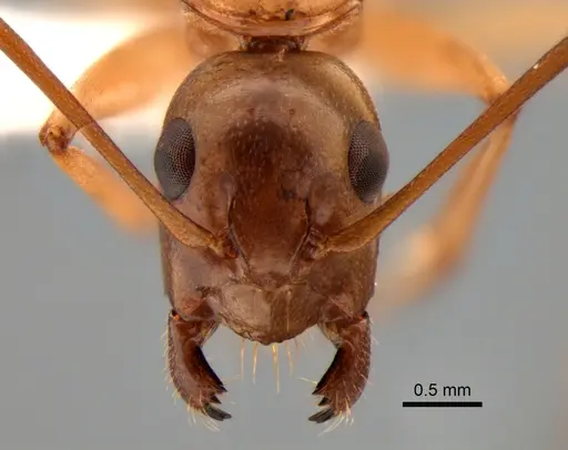Camponotus semitestaceus specimen CASENT0882275 image casent0882275_2