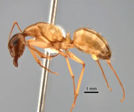 Camponotus semitestaceus specimen CASENT0882275 image casent0882275_3