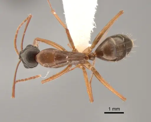 Camponotus semitestaceus specimen CASENT0882281 image casent0882281_1