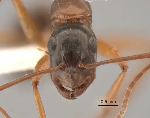 Camponotus semitestaceus specimen CASENT0882281 image casent0882281_2