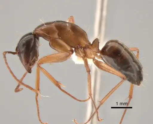 Camponotus semitestaceus specimen CASENT0882281 image casent0882281_3