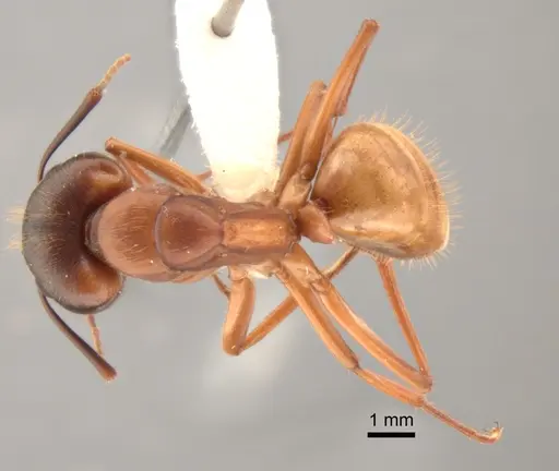 Camponotus semitestaceus specimen CASENT0882294 image casent0882294_1