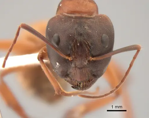 Camponotus semitestaceus specimen CASENT0882294 image casent0882294_2