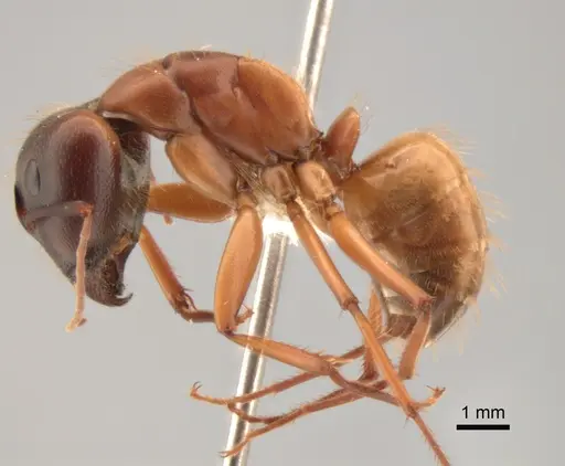 Camponotus semitestaceus specimen CASENT0882294 image casent0882294_3