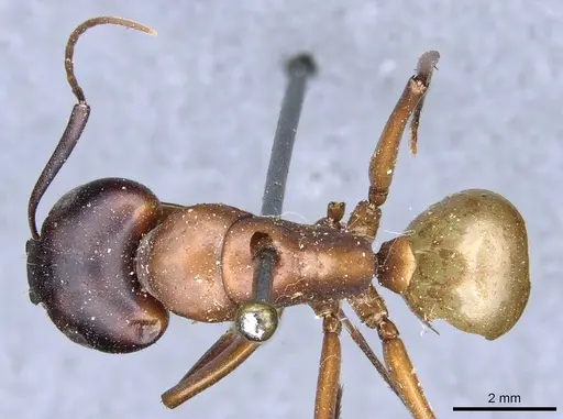 Camponotus semitestaceus specimen CASENT0905196 image casent0905196_1