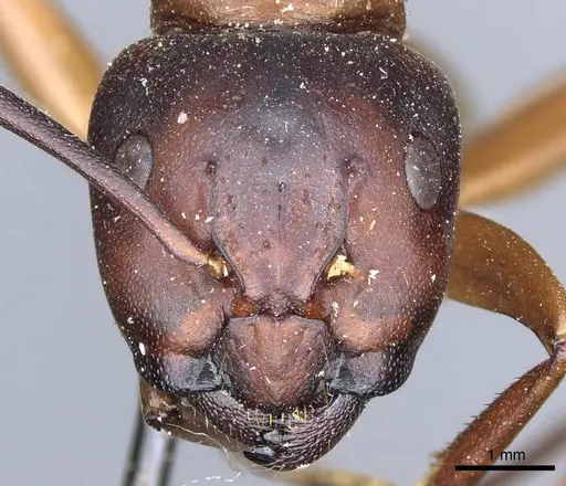 Camponotus semitestaceus specimen CASENT0905196 image casent0905196_2