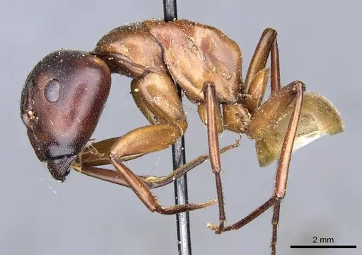 Camponotus semitestaceus specimen CASENT0905196 image casent0905196_3