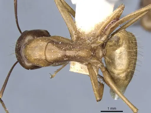 Camponotus semitestaceus specimen CASENT0905197 image casent0905197_1