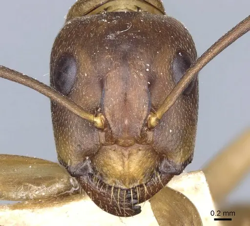 Camponotus semitestaceus specimen CASENT0905197 image casent0905197_2