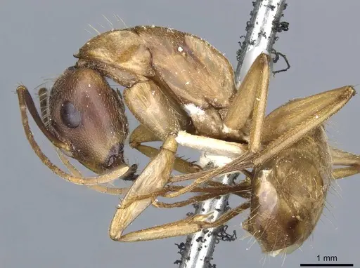 Camponotus semitestaceus specimen CASENT0905197 image casent0905197_3