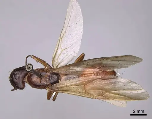 Camponotus semitestaceus specimen CASENT0923038 image casent0923038_1