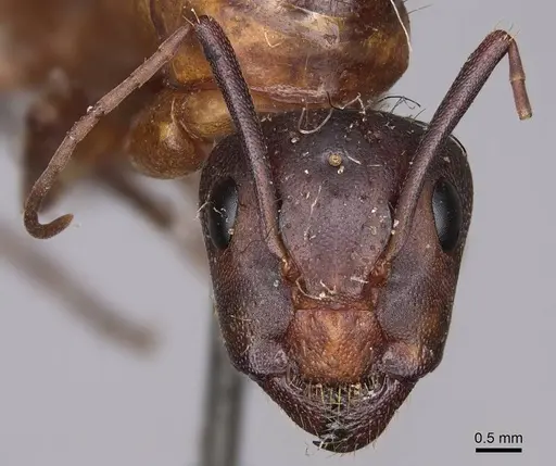 Camponotus semitestaceus specimen CASENT0923038 image casent0923038_2