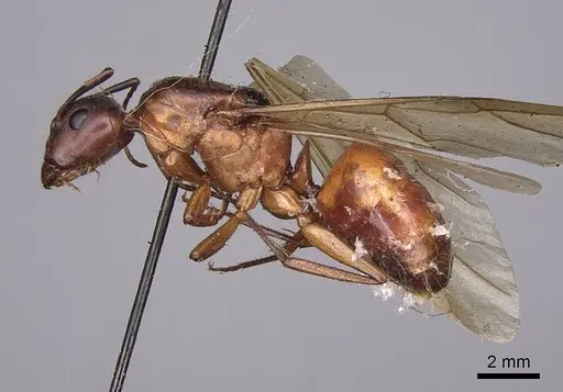 Camponotus semitestaceus specimen CASENT0923038 image casent0923038_3