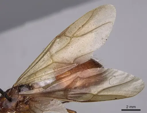 Camponotus semitestaceus specimen CASENT0923038 image casent0923038_4