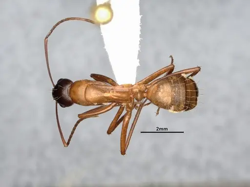 Camponotus semitestaceus specimen CASENT4031393 image casent4031393_1