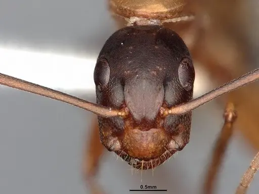 Camponotus semitestaceus specimen CASENT4031393 image casent4031393_2