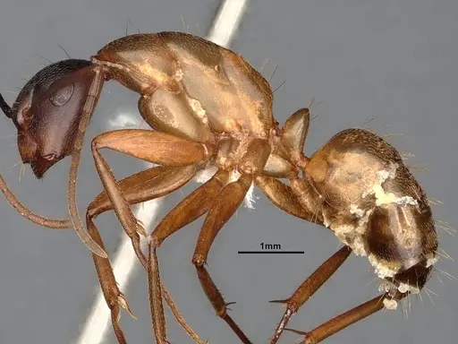 Camponotus semitestaceus specimen CASENT4031393 image casent4031393_3