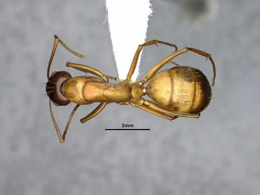 Camponotus semitestaceus specimen CASENT4031394 image casent4031394_1