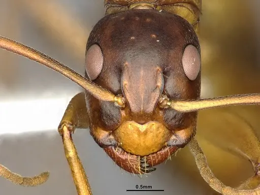 Camponotus semitestaceus specimen CASENT4031394 image casent4031394_2
