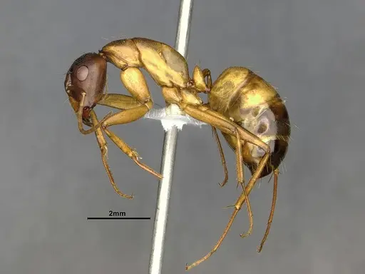 Camponotus semitestaceus specimen CASENT4031394 image casent4031394_3