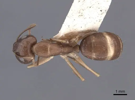 Camponotus semitestaceus specimen FMNHINS0000062298 image fmnhins0000062298_1