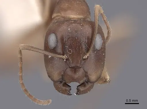 Camponotus semitestaceus specimen FMNHINS0000062298 image fmnhins0000062298_2