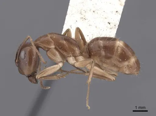 Camponotus semitestaceus specimen FMNHINS0000062298 image fmnhins0000062298_3