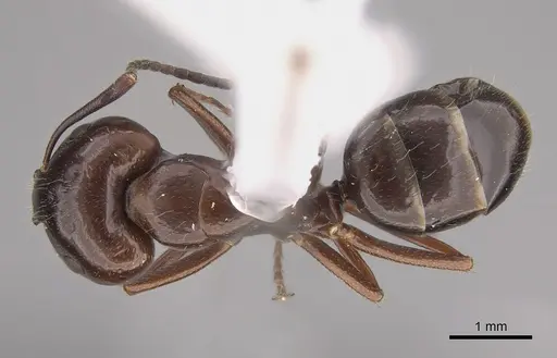 Camponotus semoni specimen CASENT0217700 image casent0217700_1