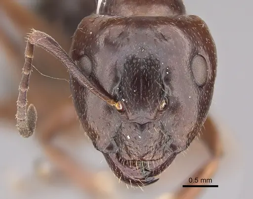 Camponotus semoni specimen CASENT0217700 image casent0217700_2