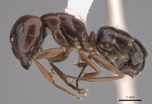 Camponotus semoni specimen CASENT0217700 image casent0217700_3