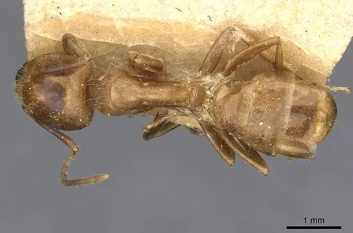 Camponotus semoni specimen CASENT0910664 image casent0910664_1