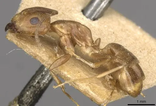 Camponotus semoni specimen CASENT0910664 image casent0910664_3